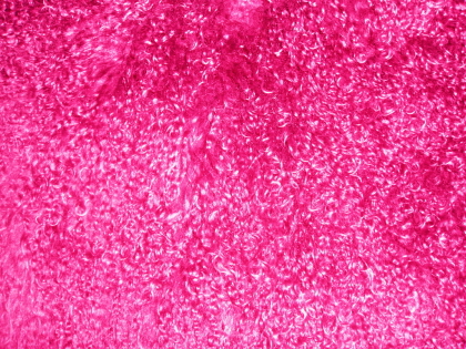 Fuschia 