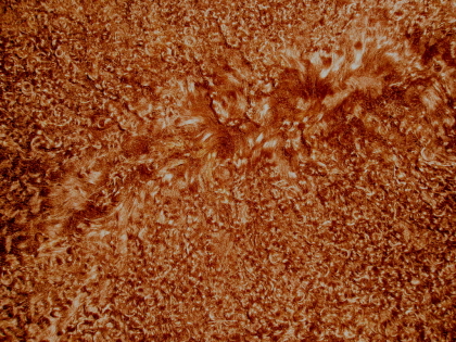 Russet Mongolian